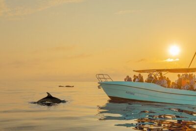 Dolphin watching by boat - Where You Start: Alcúdia Meeting Point and What to Expect