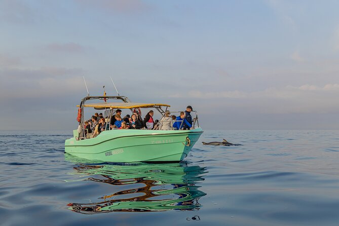 Dolphin watching by boat - Who This Tour Suits Best