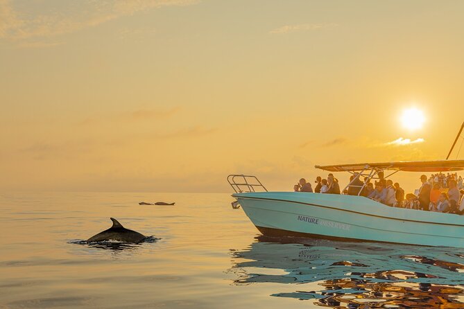 Dolphin watching by boat - Where You Start: Alcúdia Meeting Point and What to Expect