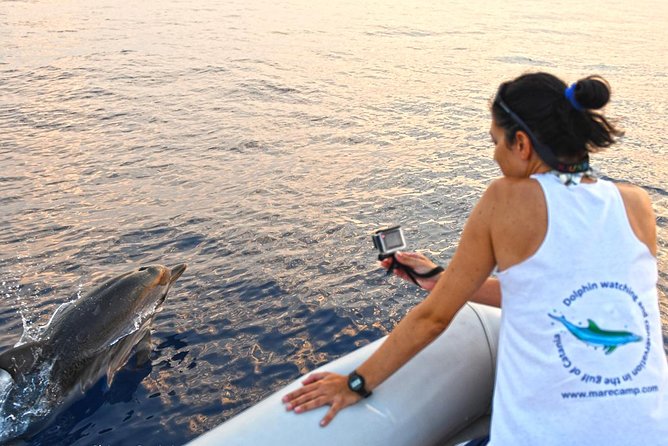 Dolphin Watching & Conservation - Dolphins in the Gulf of Catania - Quick hits for your day at sea