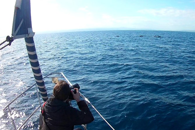 Dolphin Watching & Conservation - Dolphins in the Gulf of Catania - Mount Etna in the background, plus Catania on the return