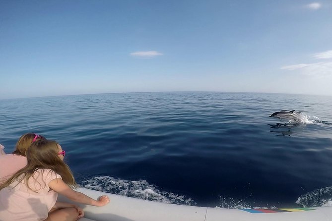 Dolphin Watching & Conservation - Dolphins in the Gulf of Catania - Seeing dolphins: what to look for and how the guide helps