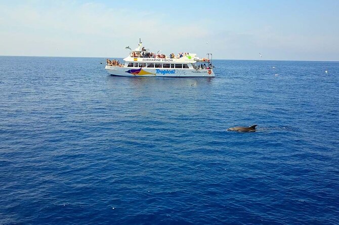 Dolphin Watching in Mallorca (Paguera) - Key Things to Know Before You Go