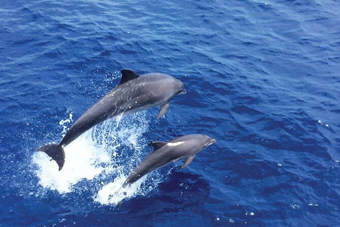 Dolphin Watching in Mallorca (Paguera) - Swimming and Snorkeling: What You Get, What You Pay For
