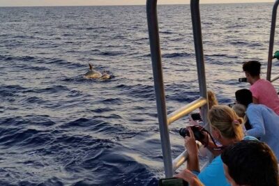 Dolphin Watching in Mallorca (Paguera) - What the Dolphin Spotting Is Really Like (and How to Improve Your Odds)