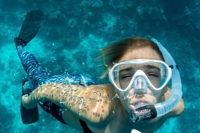 Dolphin Watching in Mallorca (Paguera) - Price and Value: Is €48.27 a Good Deal?