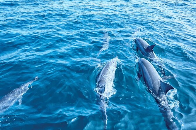 Dolphin Watching in Mallorca (Paguera) - Practical Logistics in Peguera: Meeting Point and Timing