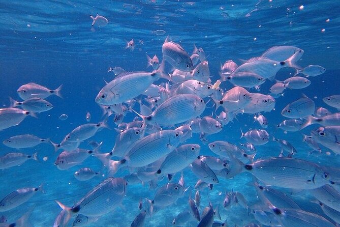 Dolphin Watching Tour with Snorkeling from Olbia - Setting off from MOYS Marina di Olbia: the pace and comfort