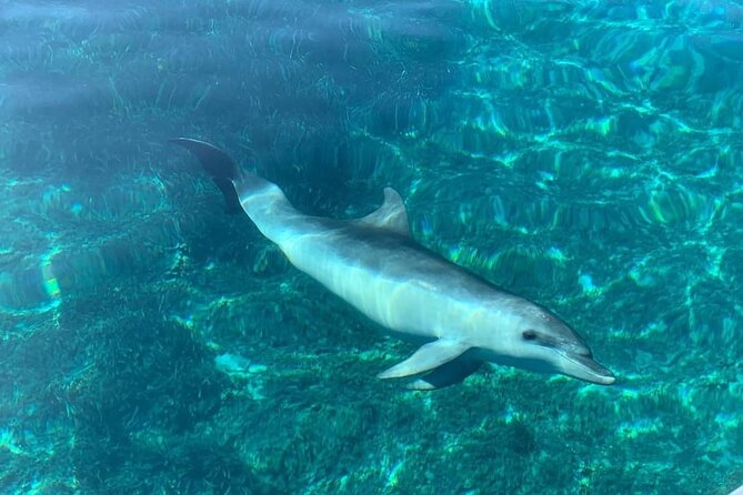 Dolphin Watching Tour with Snorkeling from Olbia - Food and drinks aboard: snacks that keep you going