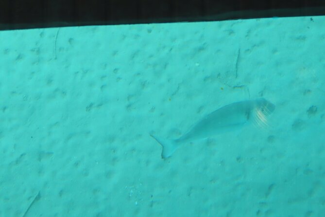 Dory's Glass Bottom Boat Adventure in Pserimos and Pserimos Beach - Avlakia Beach and the shipwreck: best for photos, plan around crowds