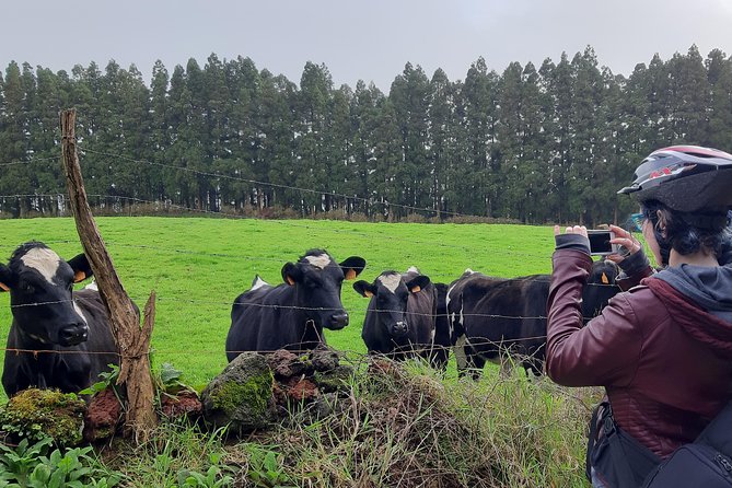 E-Bike Tour West Side | Third Island - Riding the west coast: green fields, cows, and quiet country roads