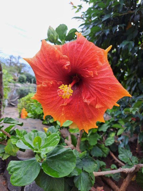 EAST MADEIRA:,Peaks, Forest walk,Thatched Roofs, Rum factory - Ribeiro Frio and the Balcões levada walk in the Laurel forest
