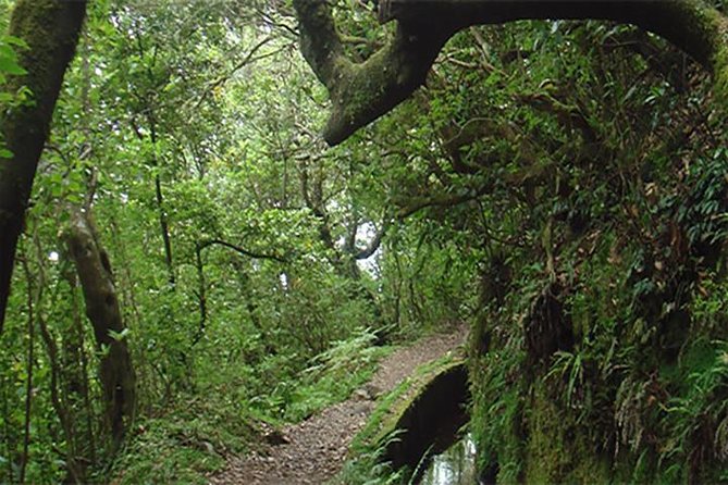EAST: Pico do Arieiro & Laurissilva Forest - Full Day tour - Machico and Ponta de São Lourenço: history meets rugged coastline