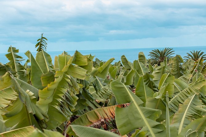 Eco banana farm Tour - Key things you’ll notice
