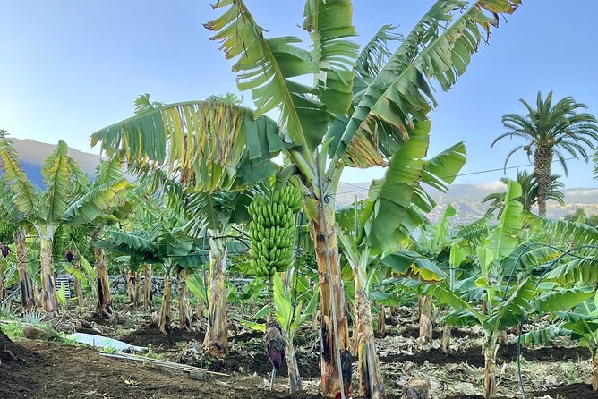 Eco banana farm Tour - The Walk Itself: What the Hour Feels Like
