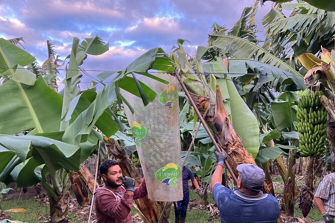 Eco banana farm Tour - Close-Up Banana Time: Farms Aren’t Just Rows, They’re Work