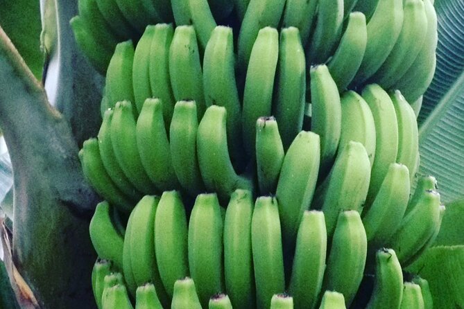 Eco banana farm Tour - Who This Tour Is Best For (and When You Might Skip It)