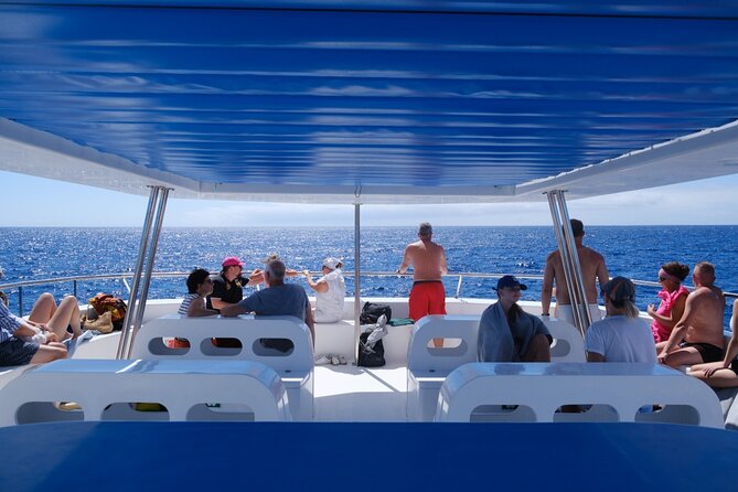 Eco-Friendly Catamaran Dolphin and Whale Watching - Key highlights that make this tour work