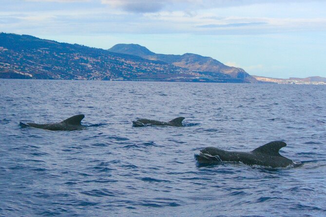 Eco-Friendly Catamaran Dolphin and Whale Watching - The eco catamaran part: comfort, cleanliness, and real-world “eco”