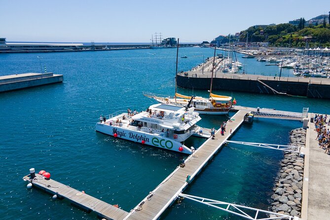 Eco-Friendly Catamaran Dolphin and Whale Watching - Onboard commentary and guides: you’ll get more than animal spotting