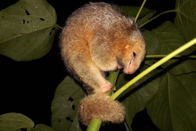 Ecogarden Arenal Night Walk - Night Walk in La Fortuna: Why 6 pm changes everything