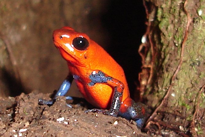 Ecogarden Arenal Night Walk - The guide factor: how Joshua and Jose help you spot what you’d miss