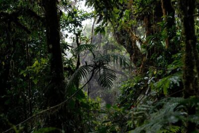El Tigre Waterfalls Hiking Tour with Lunch and Nature Guide - Optional Bike Zip Line: Only If You’re Good With Heights
