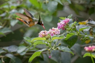 Esquipulas Rainforest - Private Birding - Fully Customizable Tour - Getting to the reserve: early pickup and drive-by bird spotting