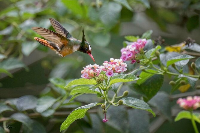 Esquipulas Rainforest - Private Birding - Fully Customizable Tour - Getting to the reserve: early pickup and drive-by bird spotting