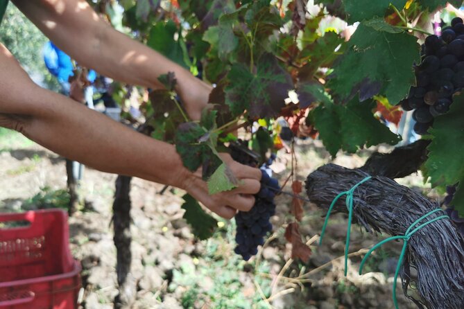 Etna Wine And Taormina From Messina - Messina quick stops: stele, Neptune, and big church energy