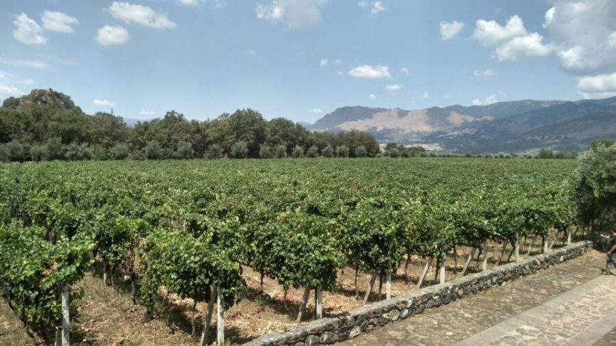 Etna: Wine Tasting and Food Tour - Zafferana Etnea First: Honey, EVOO, and Lava-Front Town Views