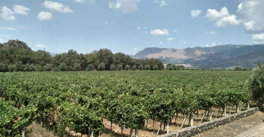 Etna: Wine Tasting and Food Tour - Lunch at the Second Winery: Real Sicilian Food Paired With Etna DOC