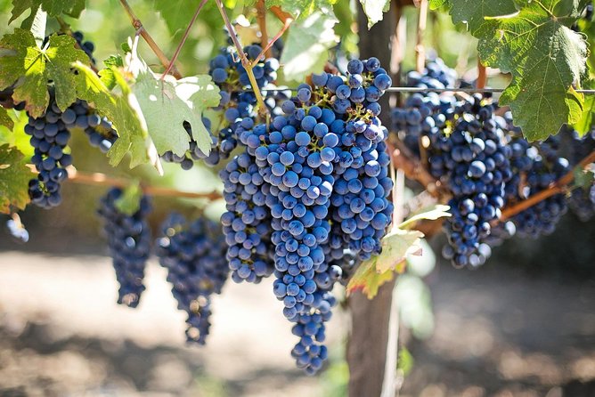 Etna Wine Tasting & Sicilian Lunch –Small Group Tour from Catania - Zafferana Etnea Farm Stop: Honey, Creams, and Marmalades