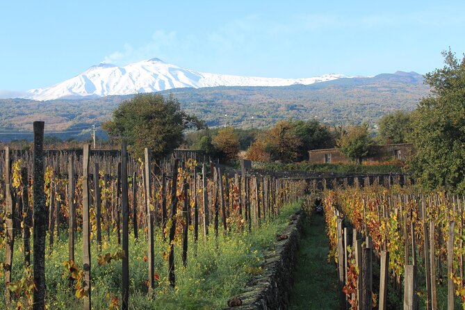 Etna Wine Tasting & Sicilian Lunch –Small Group Tour from Catania - Why the Etna DOC Pairing Feels Special (Even If You’re New to Wine)