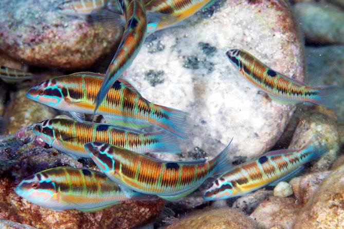 Exciting PADI Discover Scuba Diving Experience Isola Bella Marine Park Taormina - On the Return: Sicilian Wine, Almond Biscuits, and Crew-Made Vibes