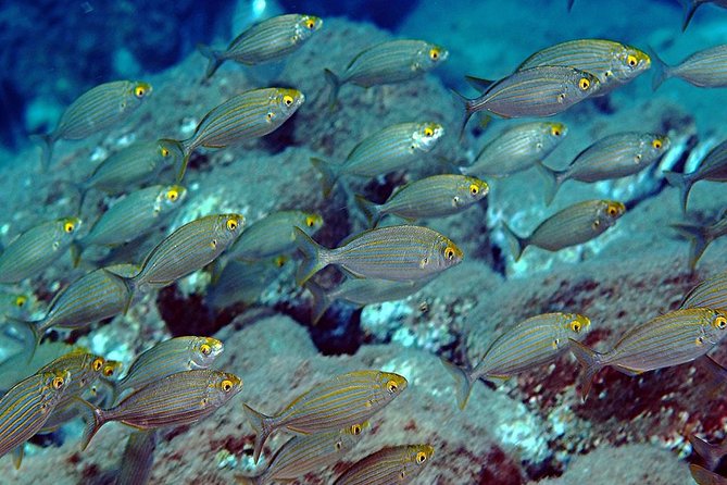 Exciting PADI Discover Scuba Diving Experience Isola Bella Marine Park Taormina - Who This PADI Discover Scuba Experience Fits Best