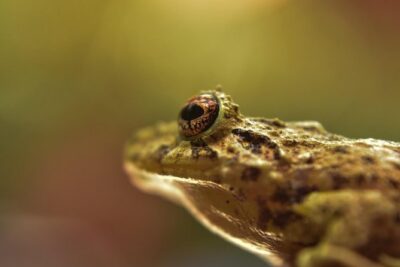 EXCLUSIVE Night Tour with Night Vision- small groups 8 people max - Meeting at Wildlife Refuge Monteverde: your start point and your first clues