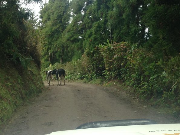 Explore the Wonders of Sete Cidades & West side on a Jeep Tour - Ponta da Ferraria: warm water, volcanic rocks, and the real Azores