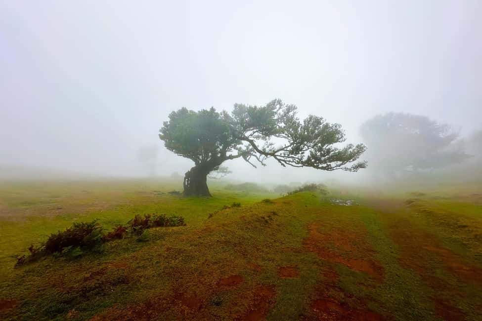 Fanal / Assobiadores - Levada Walk - Key things that make this walk worth your time