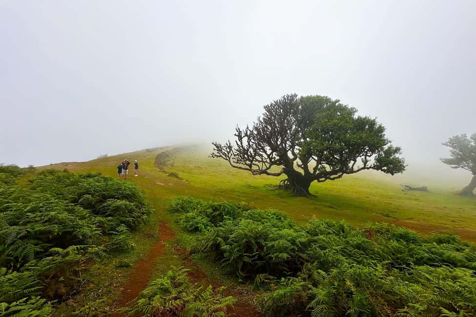 Fanal / Assobiadores - Levada Walk - Paul da Serra to Fanal: the day’s simple goal