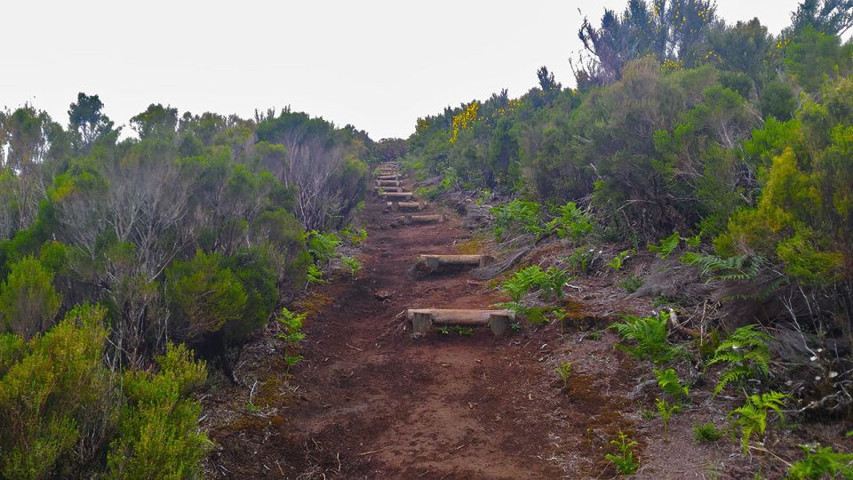 Fanal / Assobiadores - Levada Walk - Who guides you, and how it changes the experience