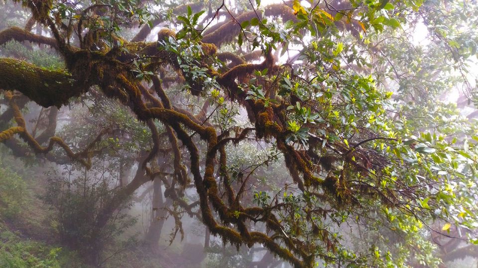 Fanal / Assobiadores - Levada Walk - Timing, weather, and why you should plan for both
