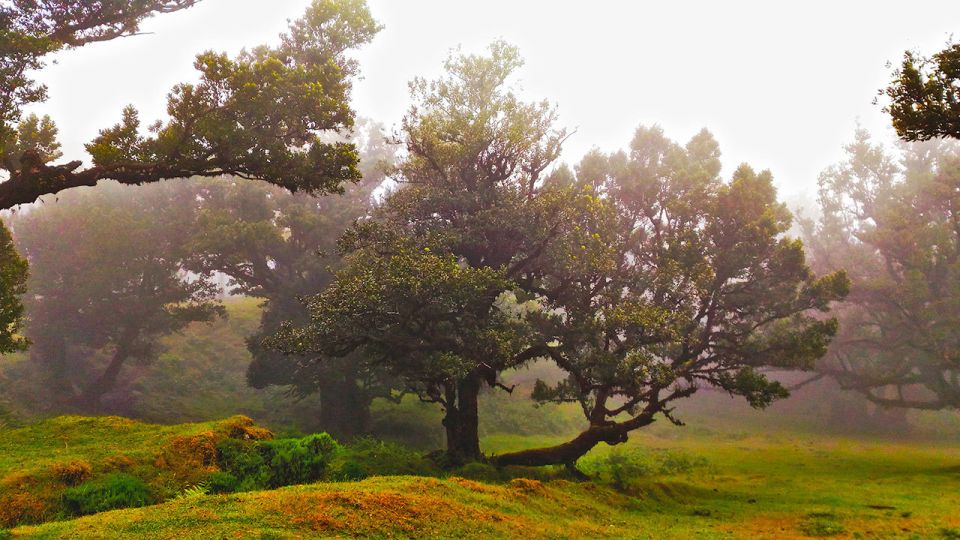 Fanal / Assobiadores - Levada Walk - Price and value: what you’re really paying for