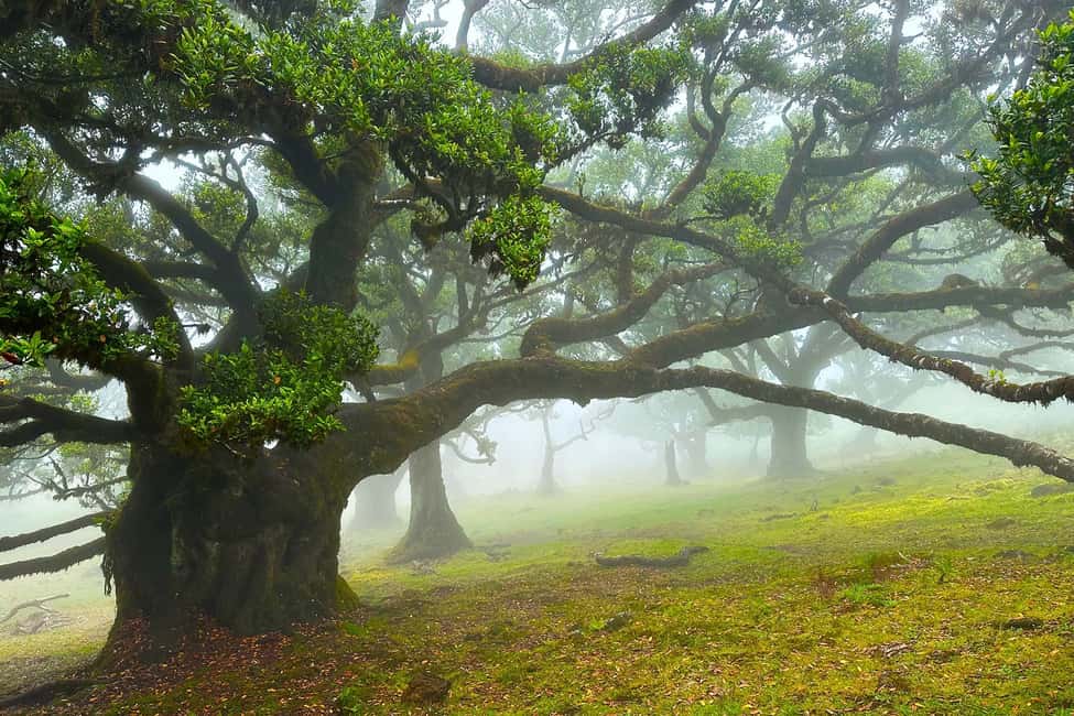 Fanal / Assobiadores - Levada Walk - Why the UNESCO Laurisilva feels different on this route