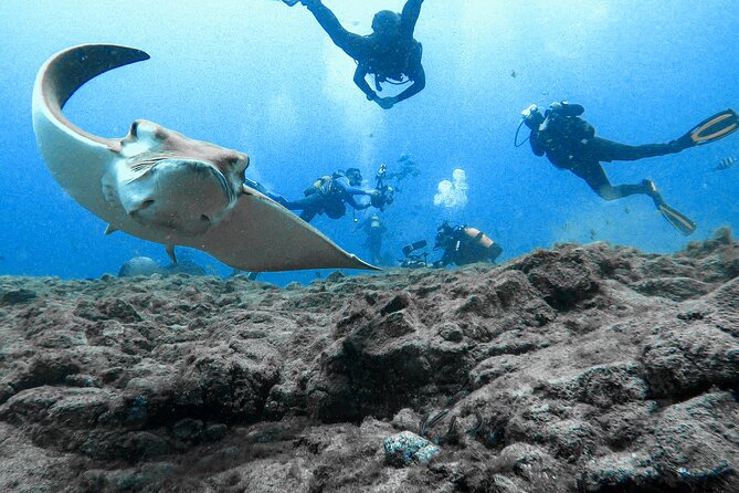 First Dive Experience in Tenerife - Gear, comfort, and the small-group feel that keeps things easy