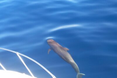 Fishing trip, Tenerife Sea Passion - Meeting Point and Timing: 10:00am at Sea Passion Charter & Fishing