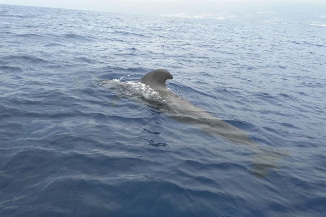 Fishing trip, Tenerife Sea Passion - Who Should Book This Trip—and Who Might Want Something Else?