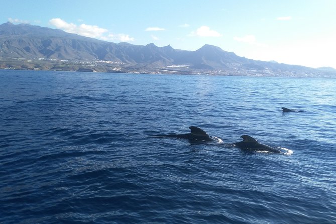 Fishing trip, Tenerife Sea Passion - Should You Book Sea Passion Charter & Fishing?
