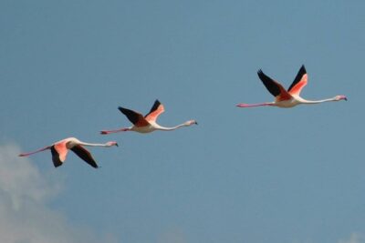 Flamingos Sightseeing Segway Tour - Stadio Amsicora and the old-city scenery you roll past