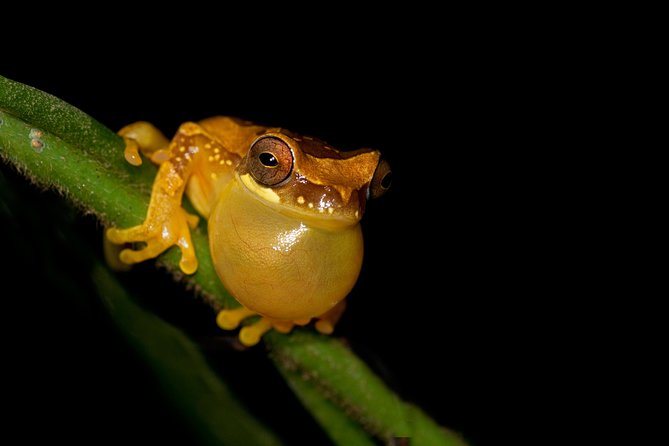 Frog Watching Jungle Night Walk - Key takeaways before you go